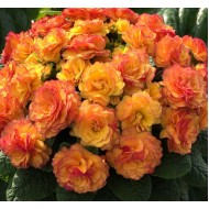 Примула Primula Belarina Nectarine